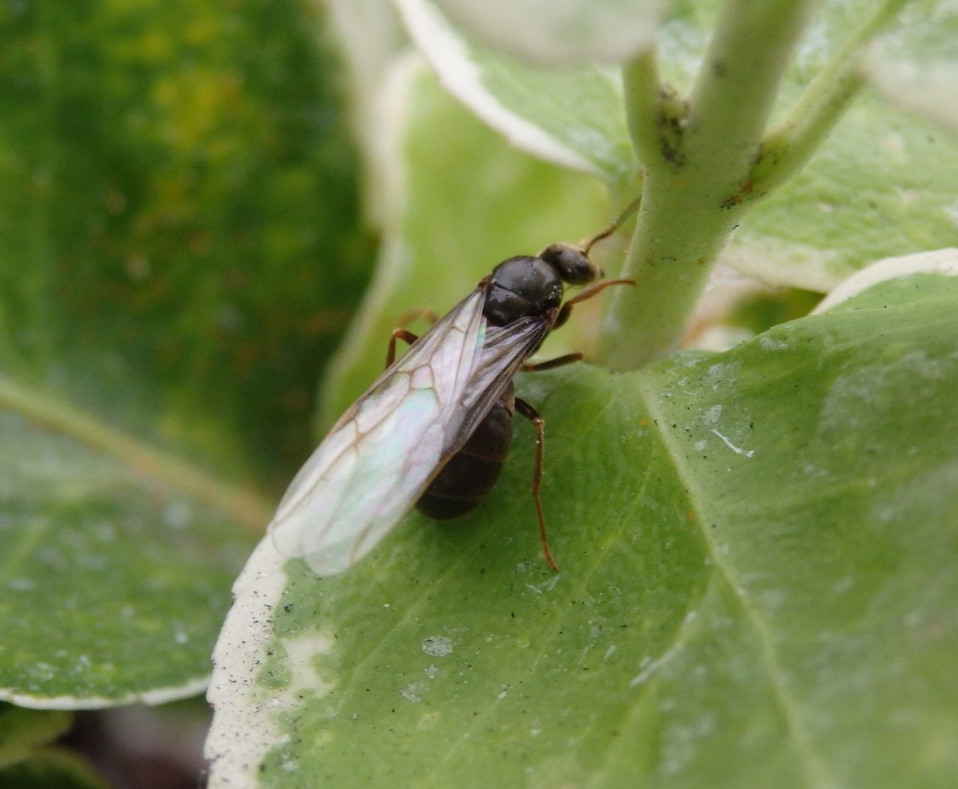 Flying Ant Day Royal Meteorological Society